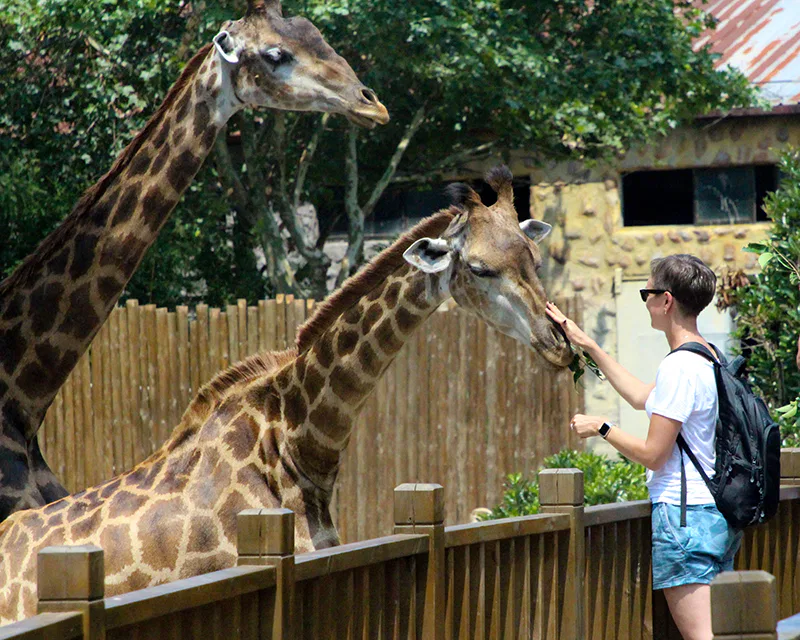 Un zoo avec des girafes